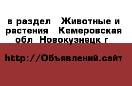  в раздел : Животные и растения . Кемеровская обл.,Новокузнецк г.